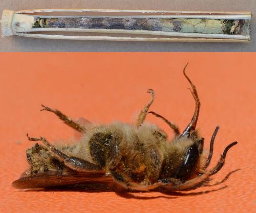 Réf. 208 633 : Megachile albisecta